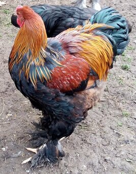 Mladé kohúty brahman - 20