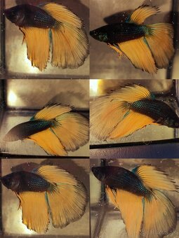 Betta Splendens - Bojovnica Pestrá. - 20