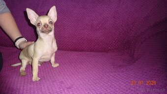 čivava krátkosrstá - 20