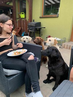 Šteniatka labrador a biely chlapec IHNEĎ - 20