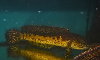 Spoločenské rybky dovoz 9.11 RK-BB - 20