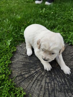 Zlatý retriever šteniatka - 20