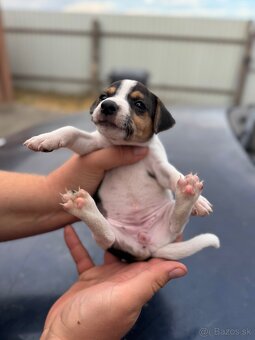 Jack Russel Terrier čistokrvné šteniatka - 20