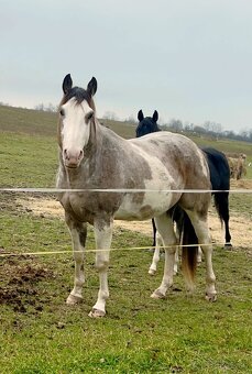 Zrebcek Aph   Buckskin overo/sabino - 20