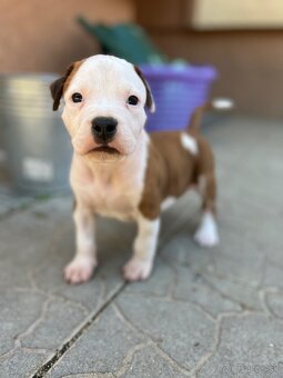 Americký stafordšírsky teriér - 20