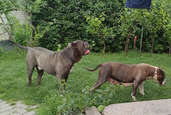 Americký stafordsirsky terier, american bully XL - 20