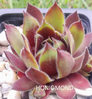 Skalné ruže - sempervivum - 20