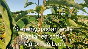 Tuja Smaragd, vavrínovec, červienka, gaštan - Prešov - 20