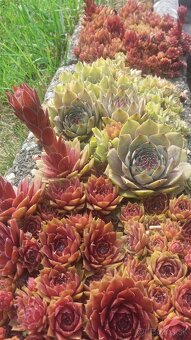 KYBLE,VEDRA,Bandasky - 20