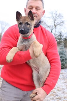 Nemecký ovčiak šteniatka s PP WORK line - 20