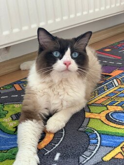 Ponukam ragdoll kocurov na krytie - 20