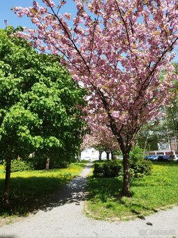 Na predaj 2 izbový byt, Košice Západ - Narcisová - 20