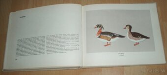 Atlas plemien hydiny - 20