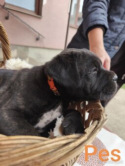 Cane Corso bez PP - 20