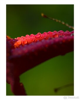Predám CANON R7 - 20
