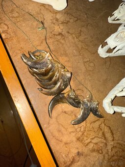 Poľovnícke trofeje - 20