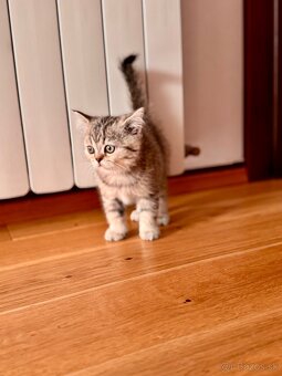 Škótska klapouchá mačka, scottish fold,straight s PP - 20