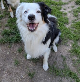 Border kolia tricolor - 20