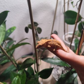 Pagekon riasnatý/Correlophus ciliatus - 20