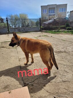 Belgický ovčiak Malinois / Nemecký ovčiak - 20