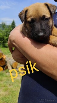 Belgický ovčiak Malinois / Nemecký ovčiak - 20