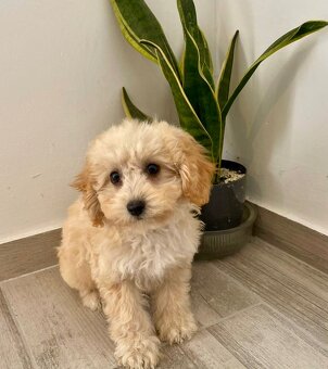 Maltipoo beige - 20