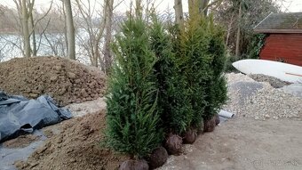 Tuja Smaragd, vavrínovec, červienka - Prešov - 20