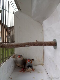 predám zebričky - páru II. - 20