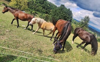 Pastvinové ustajnenie - 20