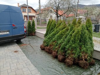Tuja Smaragd, vavrínovec, červienka, gaštan - Žilina - 20