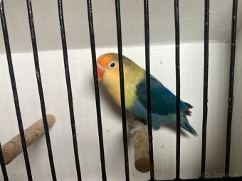 Agapornis fischeri - 20