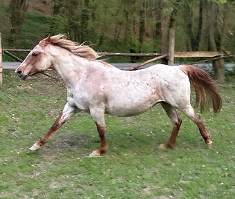 AMERICAN PAINT HORSE - 20