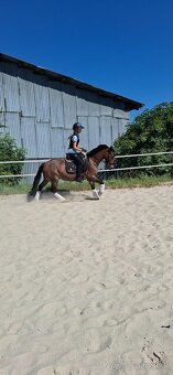 Predám 10 ročnú welsh cob kobylu - 20