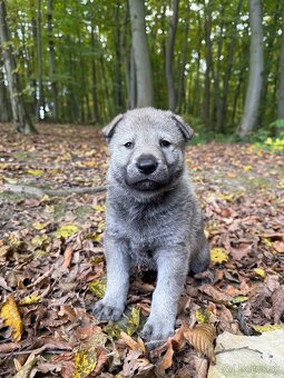 československý vlčiak s PP (FCI) - 20