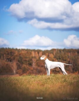 Anglický pointer, english pointer, stavač - 20
