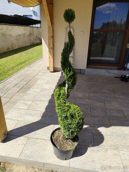 Okrasné dreviny, kríky - 20