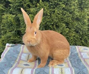 Burgundské králiky, viedenská modra - 20