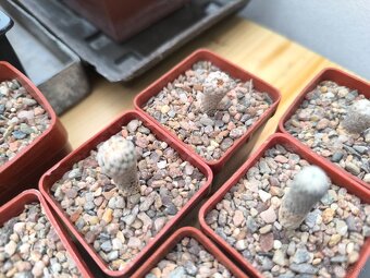 Kaktusy a sukulenty - 20