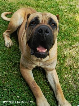 Cane Corso - FENKY - 20