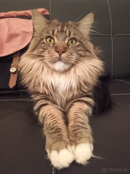 Maine coon - 20