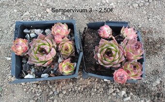 Skalné ruže (Sempervivum) - sadeničky - 20