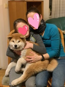 Akita inu s FCI rodokmeňom - plánovaný vrh - 20