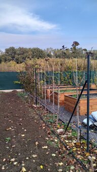 Strihanie ovocných stromov - 20