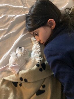 Bradáč malý biely - šteniatka s PP - sučky - 20