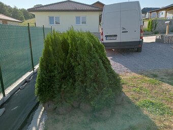Tuja Smaragd, vavrínovec, červienka - POPRAD A OKOLIE - 20