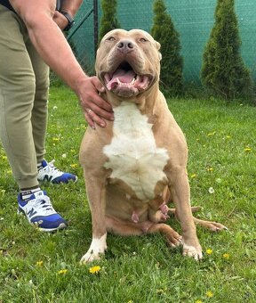 American bully xl - 20