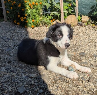 Border kolia- blue merle - 20