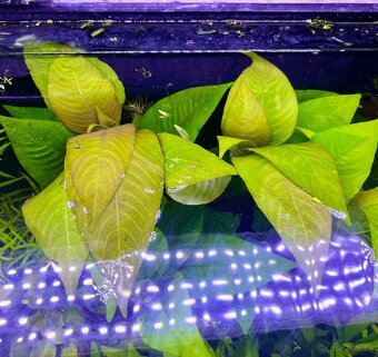 Krevetky (Caridina + Neocaridina)+rastlinky - 20