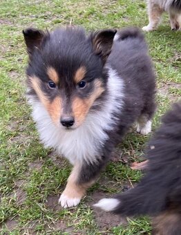 Kolia dlhosrstá - 20