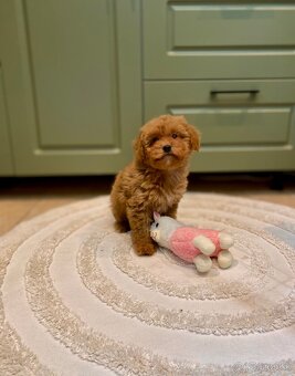 Pudel pudlik poodle - 20